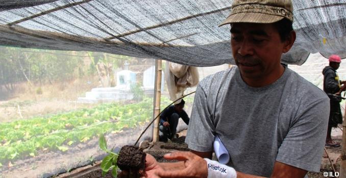 Guido Ximenes Sequeira, Director of Josephina Farm explains when seedlings are ready to be transplanted to vegetable fields, Timor Leste. Photo: Annabella Skof ILO.