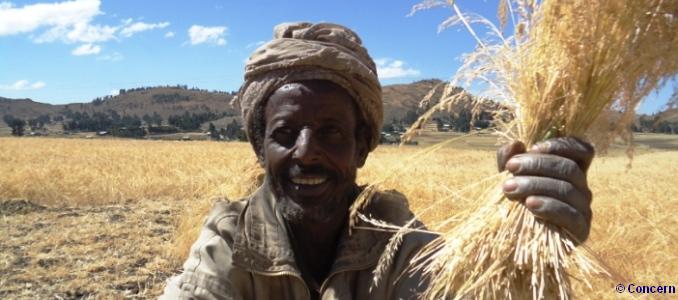 Ahmed Yimer, Ethiopia, harvesting his improved Tef, grown from seeds provided by Concern Worldwide, with the support of Irish Aid. Photo: Concern
