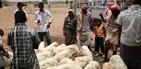 Oxfam Yemen Goats